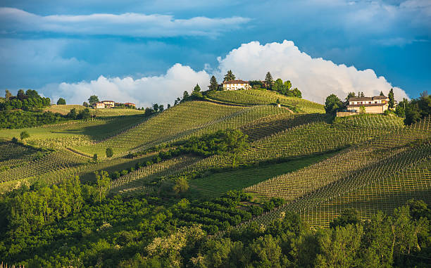 Vineyards of Langhe, Piedmont, UNESCO world heritage Vineyards of Langhe, Piedmont, UNESCO world heritage piedmont italy photos stock pictures, royalty-free photos & images