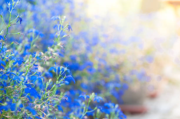 Side view of a bunch of Lobelia flowers. The flower bed occupies theft side of th photo frame in the foreground, while the right side id the blurred view of an open terrace lighten up by yellow soft sunbeams crating a touchy athmosphere