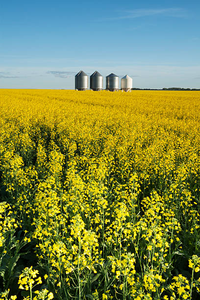 サスカチュワンカノーラフィールド - canada saskatchewan grain elevator prairie ストックフォトと画像