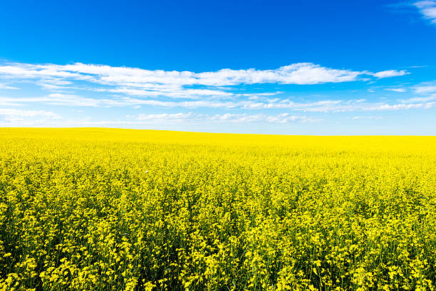 istock Canola crop farm field during summer 584593872