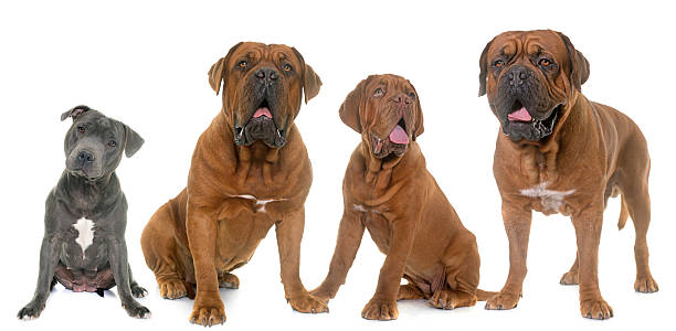 istock Dogue de Bordeaux and staffie 584593956