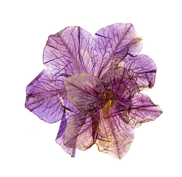 istock application of dried pressed colorful petunias 584594664