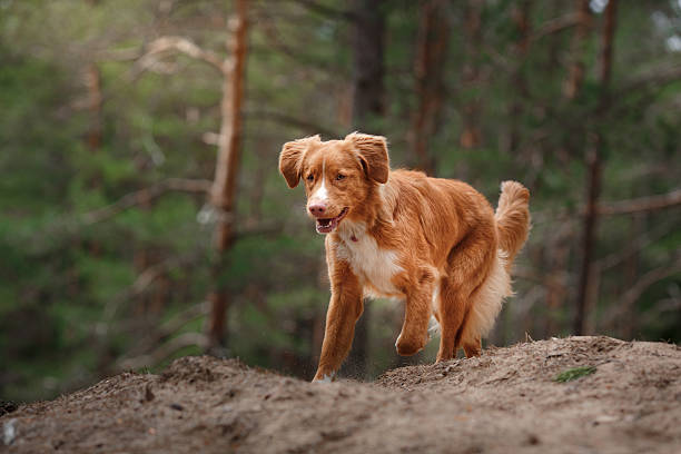 istock Nova Scotia Duck Tolling Retriever Dog 584596654
