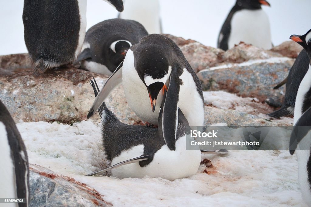 Mating Gentoo Pair A male Gentoo penguin mounts a female and balances on her back using a wing while in the colony on Cuverville Island, Antarctica. Animal Behavior Stock Photo