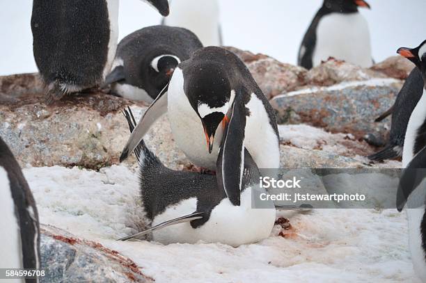 Mating Gentoo Pair Stock Photo - Download Image Now - Animal Behavior, Animals Mating, Antarctic Peninsula