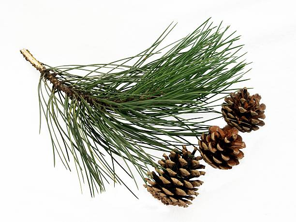 twig and cones with seeds of pine tree stock photo
