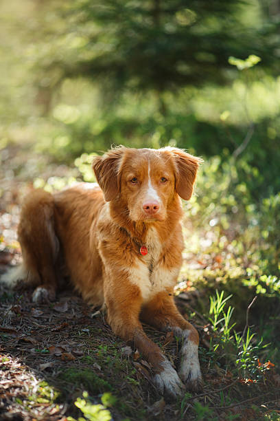 istock Nova Scotia Duck Tolling Retriever Dog 584597216