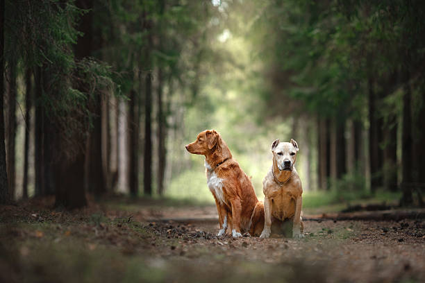 istock Nova Scotia Duck Tolling Retriever Dog 584597484