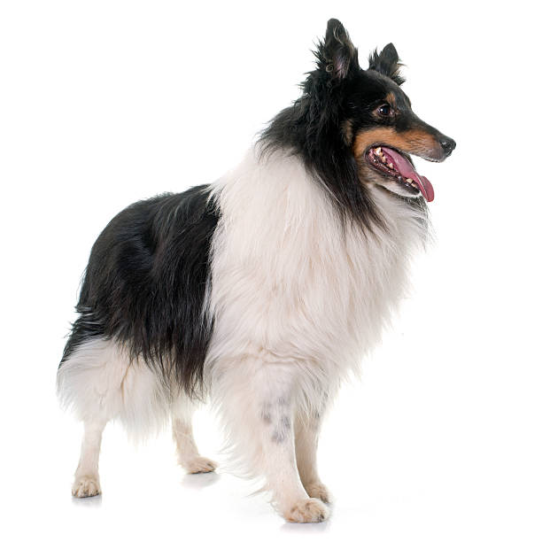 istock adult shetland sheepdog 584597542
