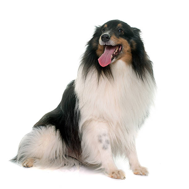 istock adult shetland sheepdog 584597920