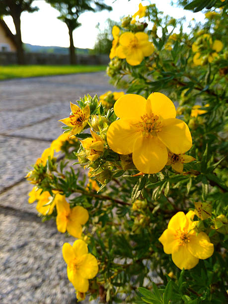 pentaphylloides fruticosa or potentilla Potentilla bush in Austrian town. potentilla fruticosa stock pictures, royalty-free photos & images