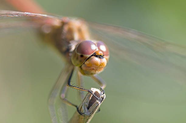 istock Libellula fulva the scarce chaser dragonfly 584598684