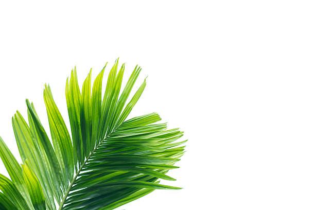 istock Green leaf of palm tree isolated on white background 584598752