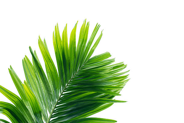 istock Green leaf of palm tree isolated on white background 584598820