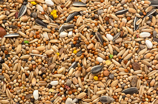 bird seed for parrots Bird seed for cockatoos and parrots  in studio bird seed stock pictures, royalty-free photos & images