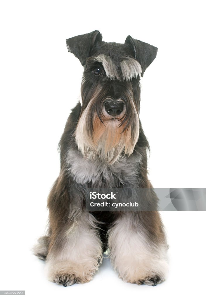Black And White Miniature Schnauzer Stock Photo - Download Image Now - Animal, Black Color, Cut Out - iStock Black And White Miniature Schnauzer Stock Photo - Download Image Now - Animal, Black Color, Cut Out - Istock