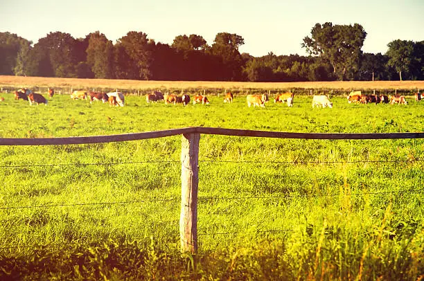 Cows grazing on a lovely green pasture