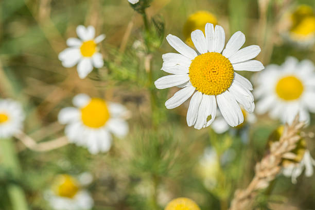 屋外の緑の草の上にメイウィードの花のクローズアップ - anthemis cotula ストックフォトと画像