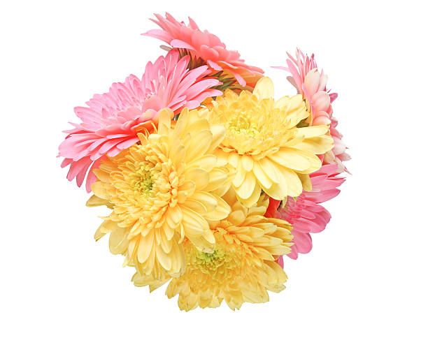 istock Bouquet of Transvaal daisy 584599728