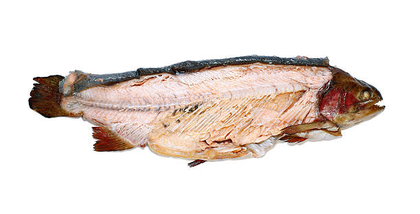 istock Hot smoked fish trout isolated 584600010