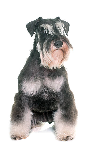 istock black and white miniature schnauzer 584600090