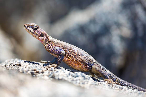 Gecko standing on a rock in Africa