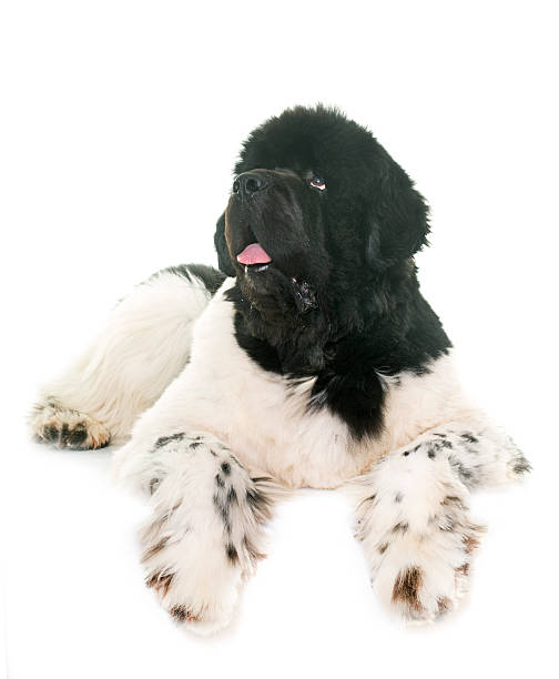 istock black and white newfoundland dog 584601204