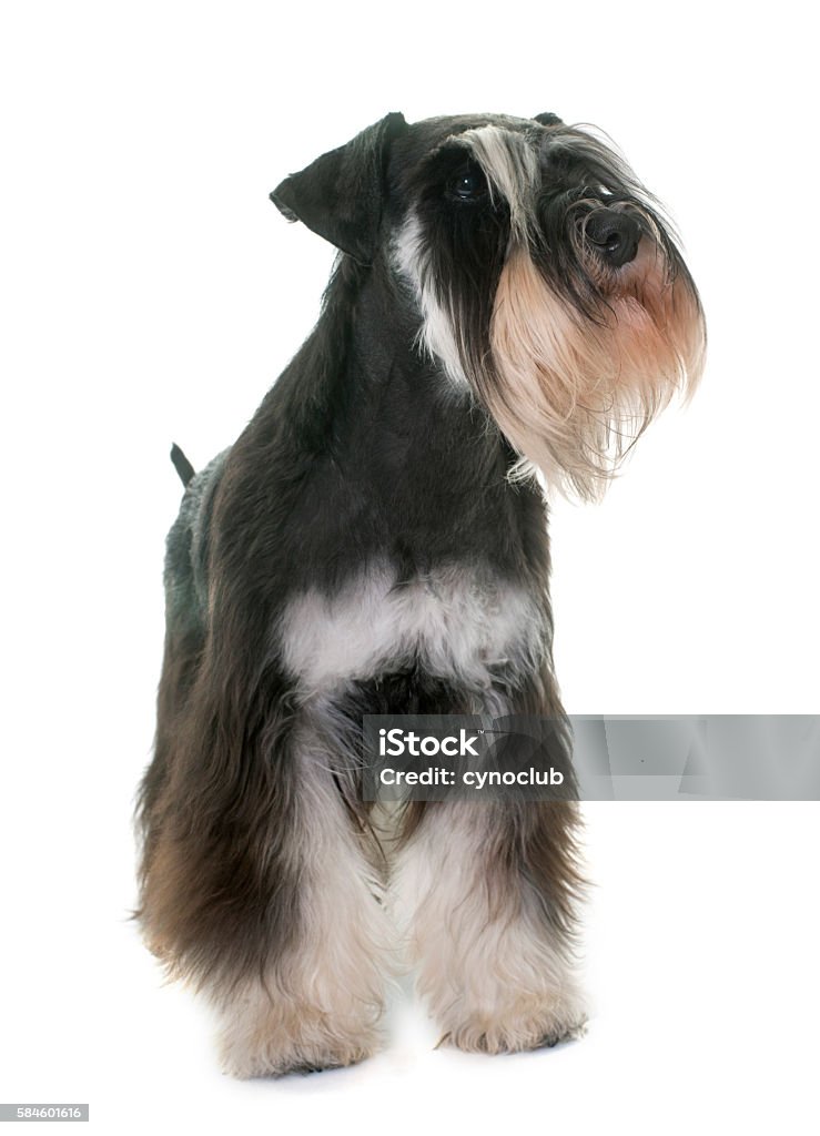 Black And White Miniature Schnauzer Stock Photo - Download Image Now - Animal, Black Color, Cut Out - iStock Black And White Miniature Schnauzer Stock Photo - Download Image Now - Animal, Black Color, Cut Out - Istock