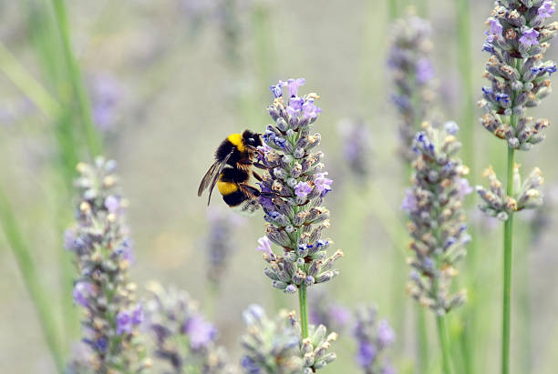 istock the insect on the flower 584601916