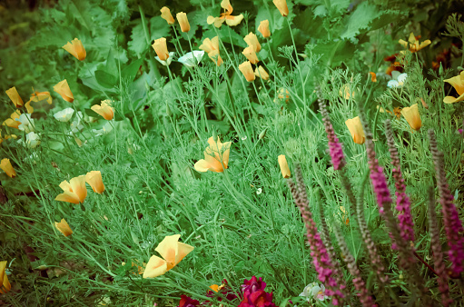Eschscholzia against green grass background. Eschscholzia Californica, California poppy