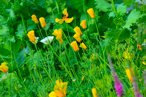 Eschscholzia against green grass background. Eschscholzia Californica, California poppy