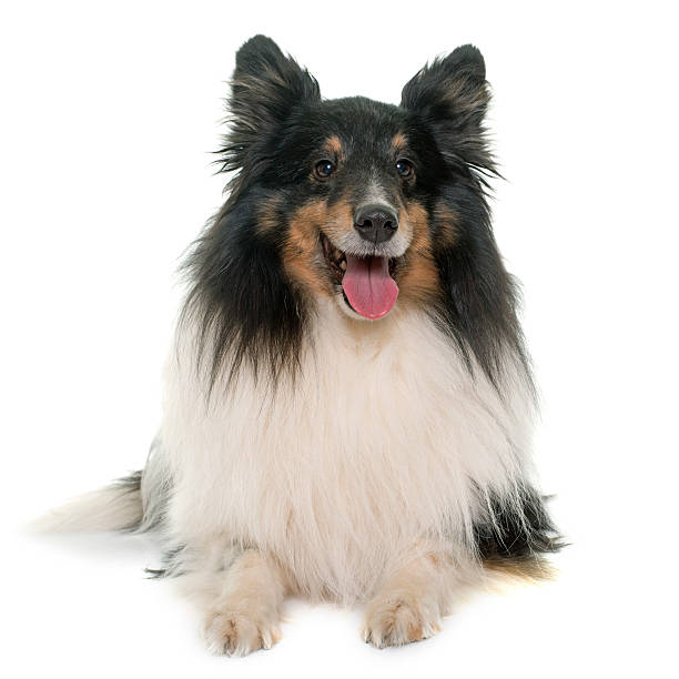 istock adult shetland sheepdog 584603104