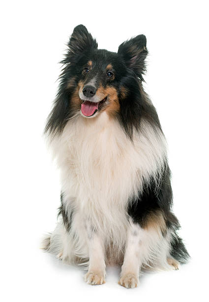 adult shetland sheepdog adult shetland sheepdog in front of white background shetland sheepdog stock pictures, royalty-free photos & images