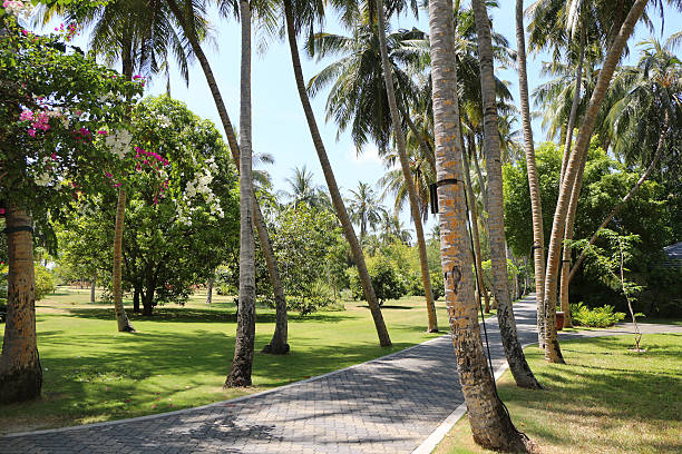 istock Palm on a road on Maldives Sun Island 584603804