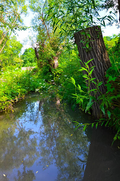 istock Fence with tree behind, other plants and river photo 584604006