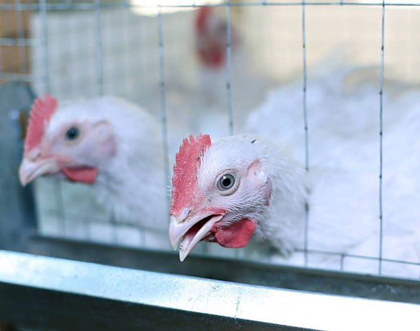 istock Few chickens eating combined feed in the cage 584604618