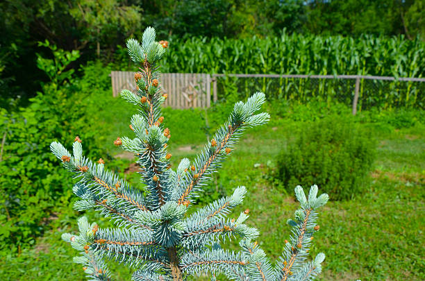 istock Blue spruce in summer yard in village clseup 584604998