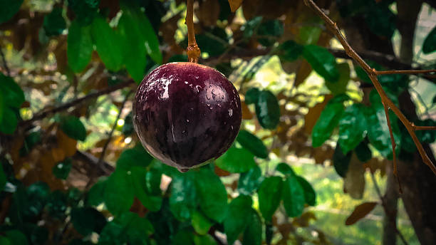 Jamaican Star Appl We in Jamaica call this awesome, delicious fruit the Jamaican Star Apple, this was shot on a rainy day. chrysophyllum cainito stock pictures, royalty-free photos & images