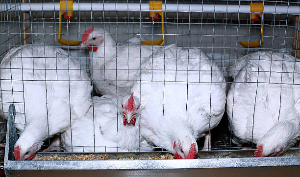 istock Few chickens eating combined feed in the cage 584605826