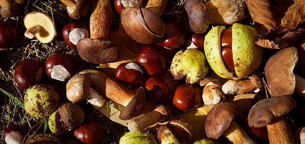 istock conkers mushrooms rowen foraging  -  autumn harvest 584605870