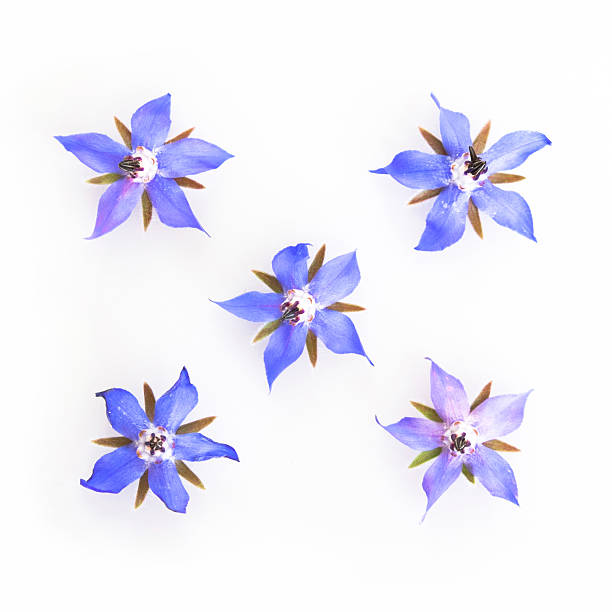 Blue and pink borage flowers