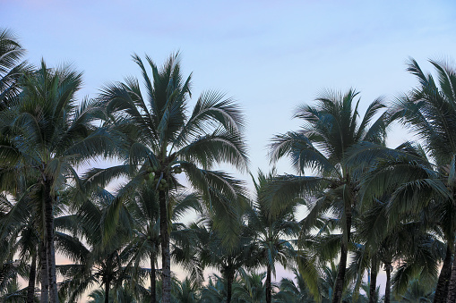 Group of decoration palm trees in silhouette  with dark blue dky in the evening.