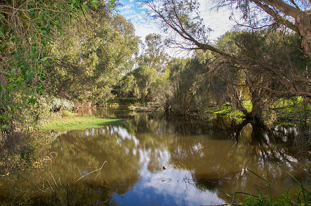 istock Gwelup Wetland 584606716