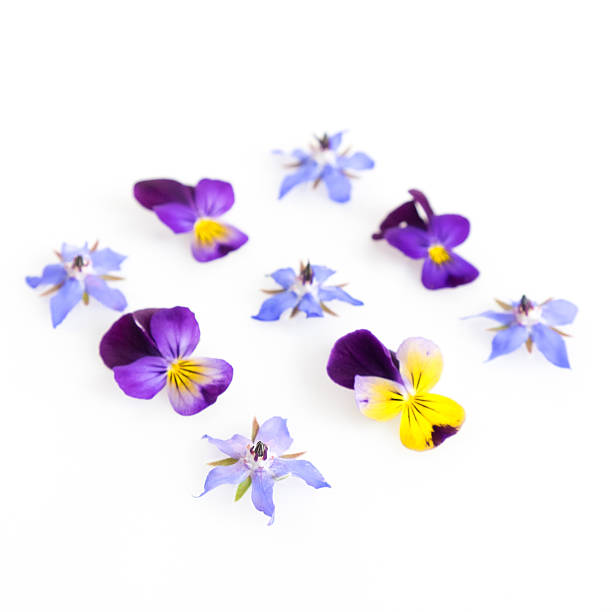 istock High key filtered image of edible flowers 584607424