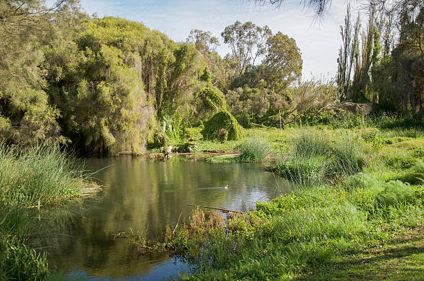 istock Peaceful Careniup Wetlands 584607544