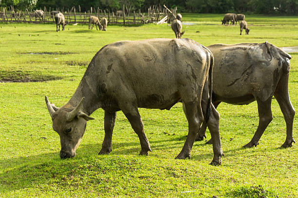 istock Thai buffalo is grazing in a field 584608476