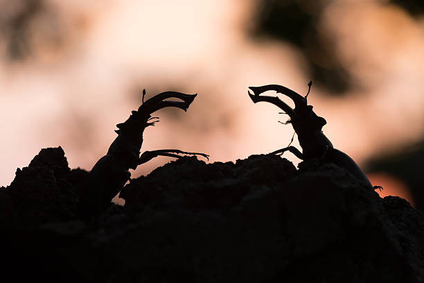 istock Male stag beetles, Lucanus cervus in the evening 584609118