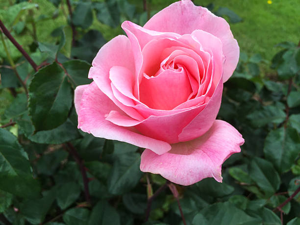 Pink Rose Stock Photo - Download Image Now - Agricultural Field