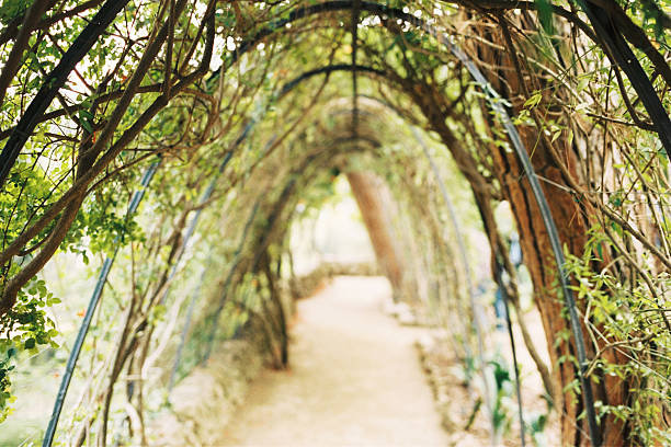 istock Ivy tunny in Europe 584609678