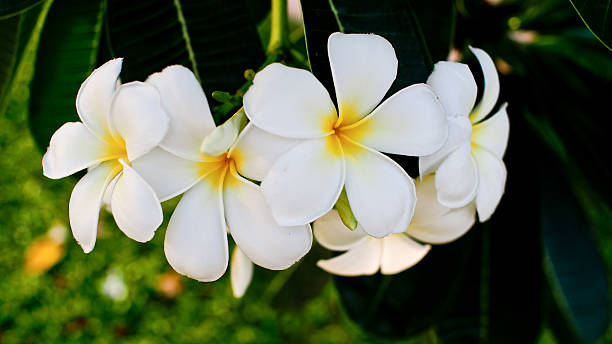 istock White Plumeria Flower 584609926